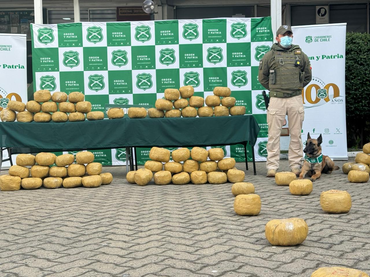 Cae organización criminal internacional: decomisan 385 kilos de marihuana avaluados en $4 mil millones en Hijuelas