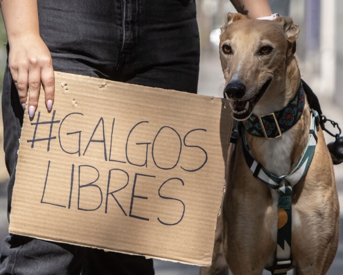 Convocan a caravana contra las carreras de galgos en Valparaíso