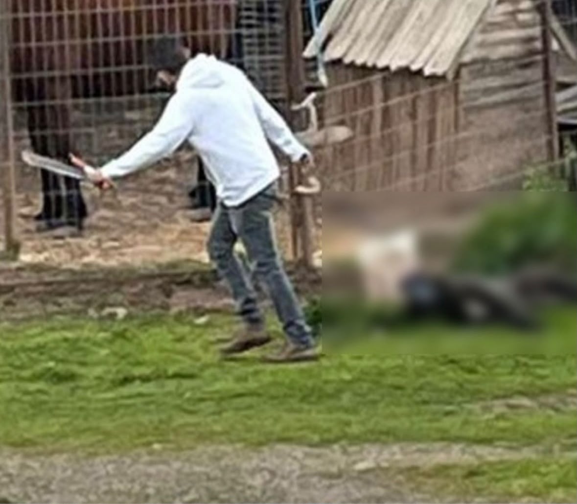 Condenan a hombre en La Ligua por maltrato contra un perro y le prohíben tener animales de por vida